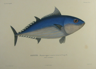 Natural history, Duperrey