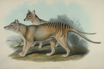 John Gould Mammals of Australia