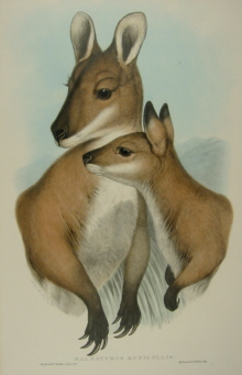 John Gould, Mammals of Australia