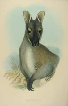 John Gould, Mammals of Australia