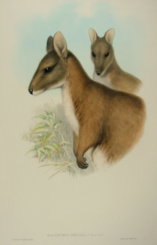 John Gould Mammals of Australia