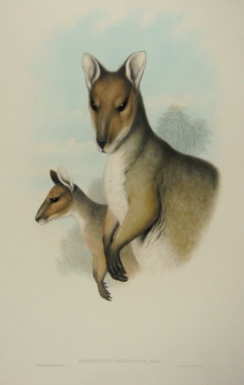 John Gould Mammals of Australia