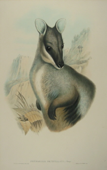 John Gould Mammals of Australia