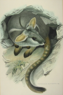John Gould Mammals of Australia