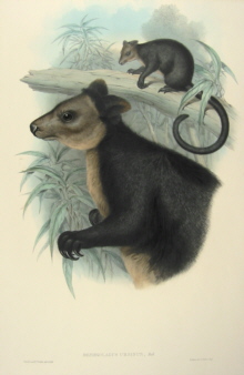 John Gould Mammals of Australia