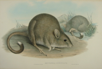 John Gould Mammals of Australia