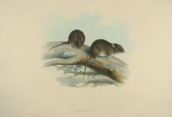 John Gould Mammals of Australia