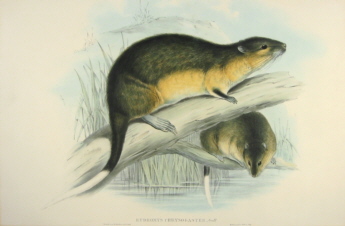 John Gould Mammals of Australia