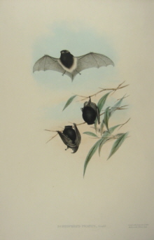 John Gould Mammals of Australia