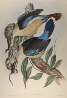 John Gould, Birds of Australia