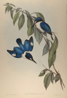 John Gould, Birds of Australia