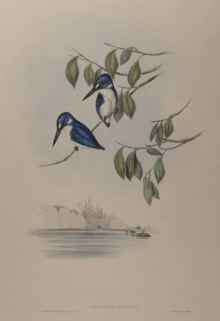 John Gould, Birds of Australia