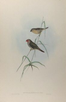 John Gould, Birds of Australia