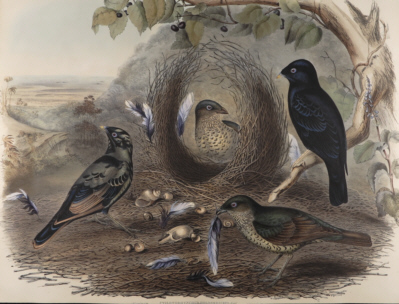 John Gould, Birds of Australia