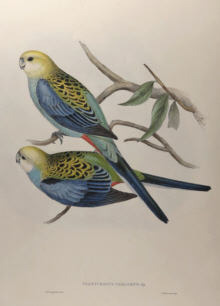 John Gould, Birds of Australia