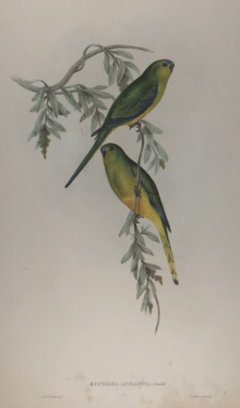 John Gould, Birds of Australia