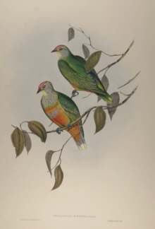 John Gould, Birds of Australia