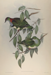 John Gould, Birds of Australia