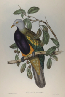 John Gould, Birds of Australia