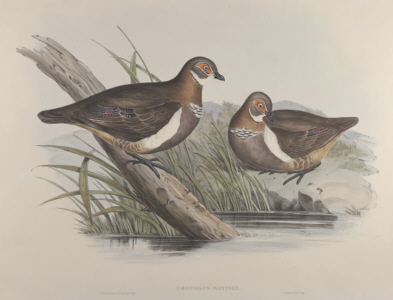 John Gould, Birds of Australia