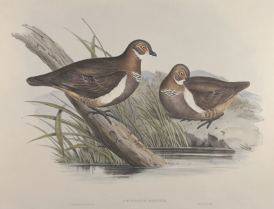 John Gould, Birds of Australia