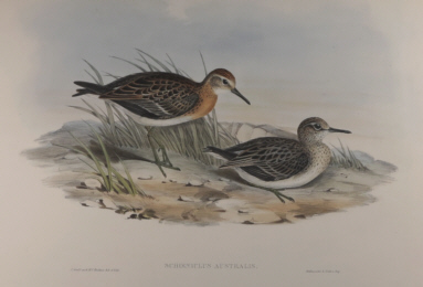 John Gould Birds of Australia