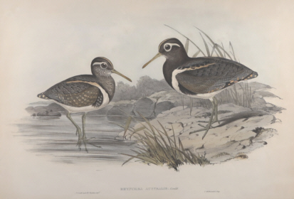 John Gould, Birds of Australia