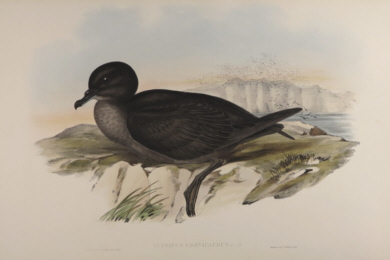 John Gould, Birds of Australia