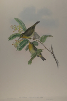 John Gould Birds of Australia