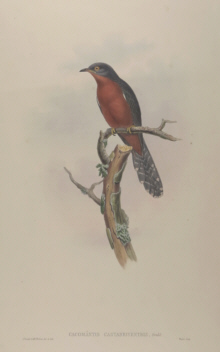 John Gould, Birds of Australia