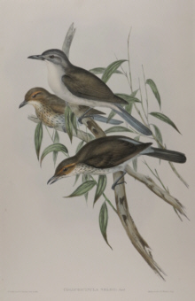 John Gould, Birds of Australia