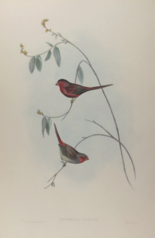 John Gould, Birds of Australia