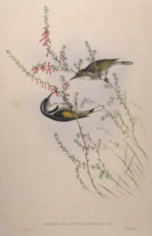 John Gould, Birds of Australia