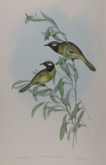 John Gould, Birds of Australia