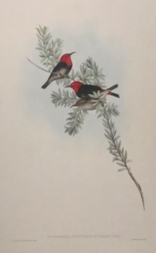 John Gould, Birds of Australia