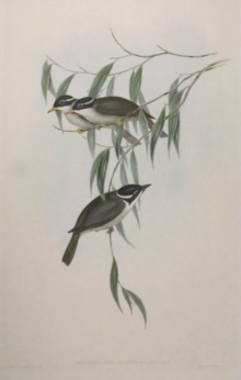 John Gould, Birds of Australia