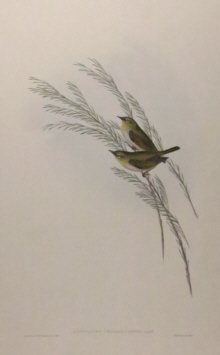 John Gould Birds of Australia