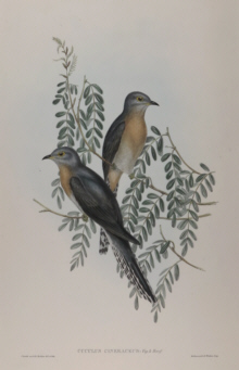 John Gould, Birds of Australia