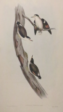 John Gould, Birds of Australia