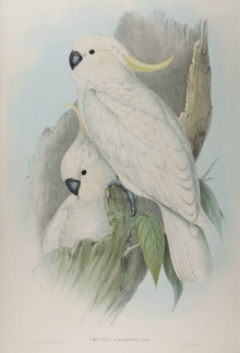 John Gould, Birds of Australia