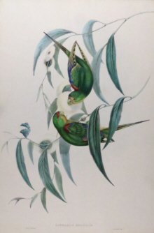 John Gould, Birds of Australia