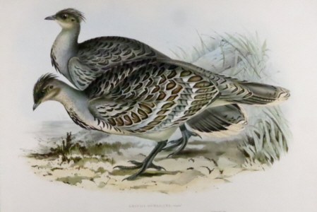 John Gould, Birds of Australia