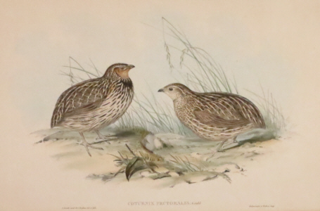 John Gould, Birds of Australia