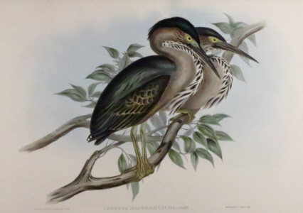 John Gould, Birds of Australia