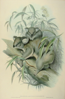 John Gould, Mammals of Australia