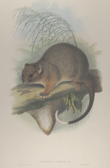 John Gould Mammals of Australia