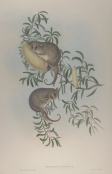 John Gould Mammals of Australia