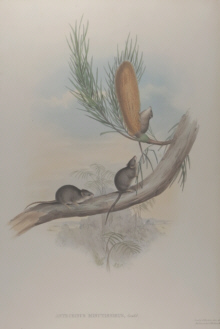 John Gould Mammals of Australia