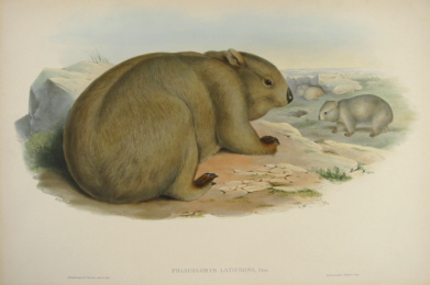 John Gould Mammals of Australia