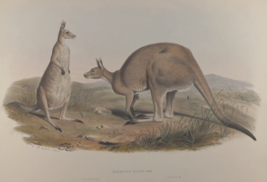 John Gould Mammals of Australia